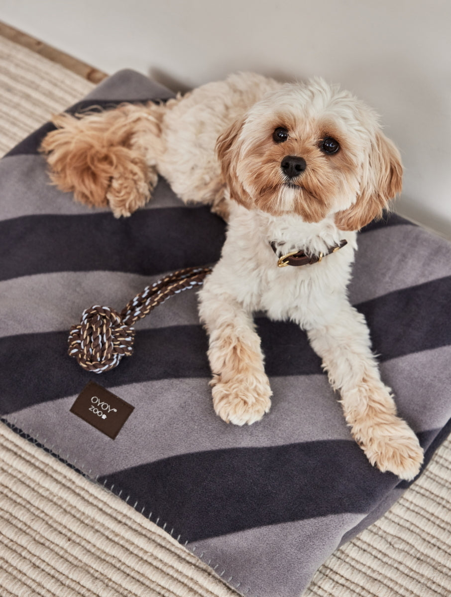 OYOY Robin Dog Collar S Choko