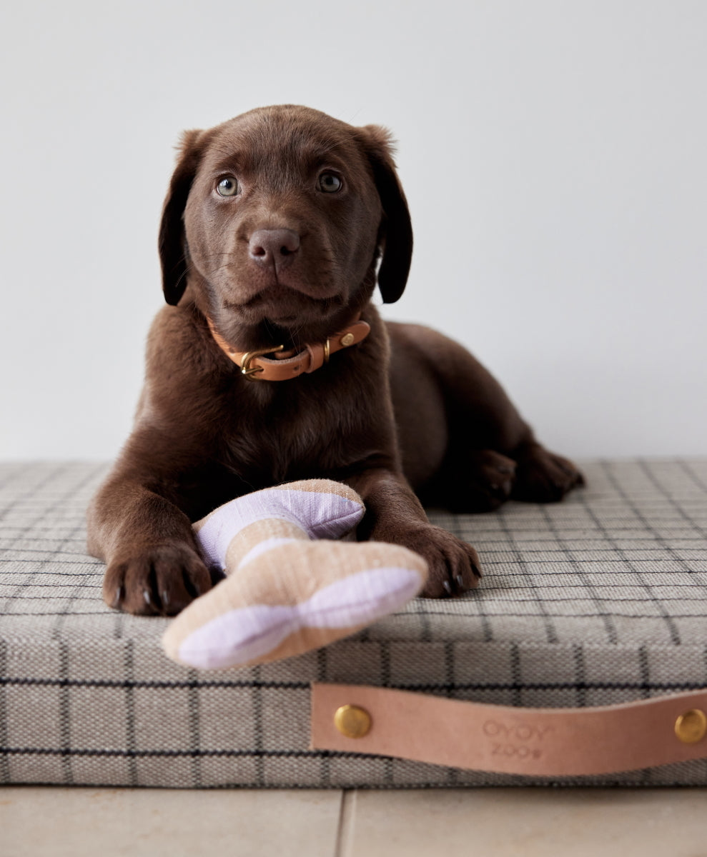 Ashi Dog Toy Small