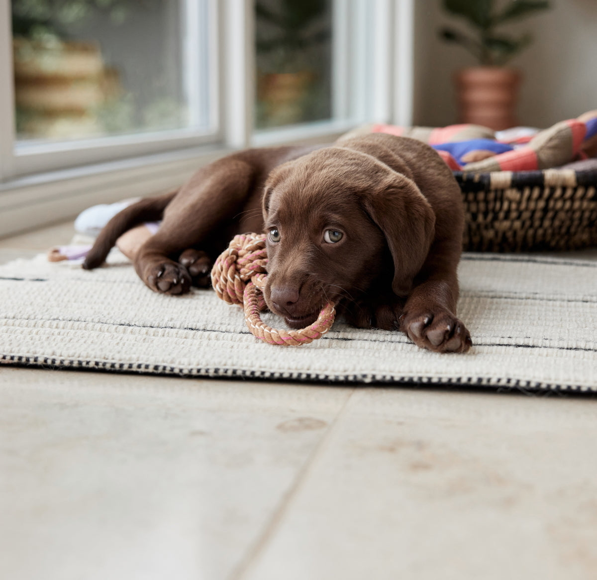 Otto Rope Dog Toy