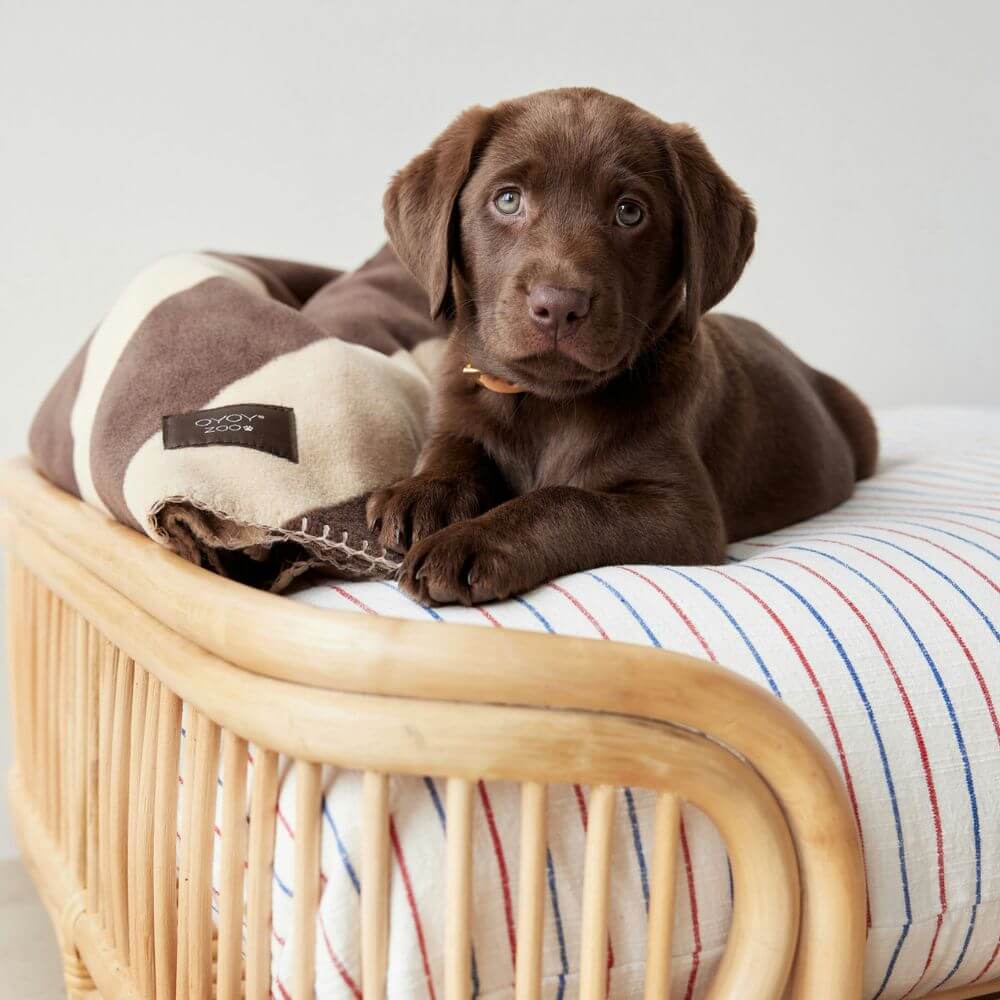 Chocolate Labrador puppy lying on an OYOY Zoo striped cushion with a wicker pet bed