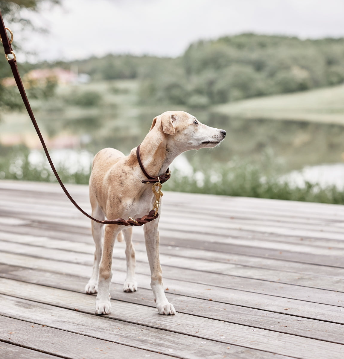 OYOY Robin Dog Collar L Choko