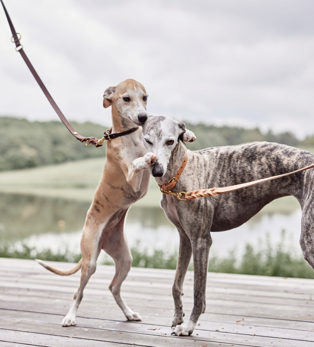 OYOY Robin Dog Leash M/L Choko